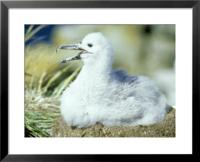 Black-Browed Albatross, Falklands by Rick Price Pricing Limited Edition Print image