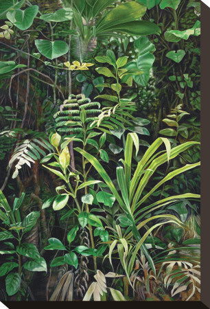 San Isidro Cloud Forest by Pamela Jablonski Pricing Limited Edition Print image