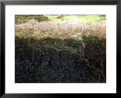 Cross-Section Of Peat, Scotland by Iain Sarjeant Pricing Limited Edition Print image