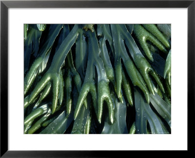 Horned Wrack, Ross-Shire, Scotland by Iain Sarjeant Pricing Limited Edition Print image