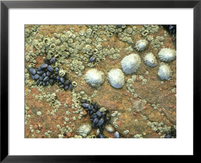 Limpets, Ross-Shire, Scotland by Iain Sarjeant Pricing Limited Edition Print image