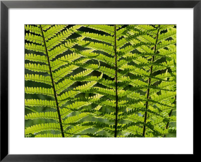 Male Fern, Inverness-Shire by Iain Sarjeant Pricing Limited Edition Print image