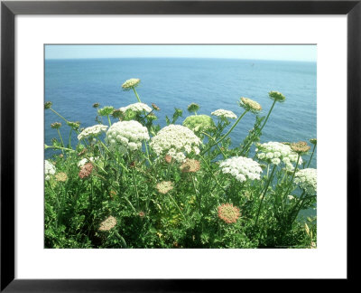 Angelica, Dorset, Uk by Mike Slater Pricing Limited Edition Print image