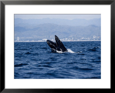 Humpback Whale, Breaching, Mexico by Gerard Soury Pricing Limited Edition Print image