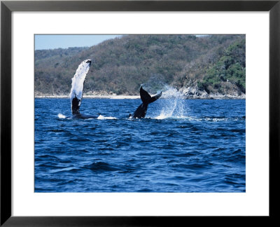 Humpback Whale, Mother And Calf, Puerto Vallarta by Gerard Soury Pricing Limited Edition Print image