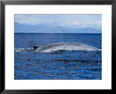 Blue Whale, Diving, Azores, Portugal by Gerard Soury Pricing Limited Edition Print image