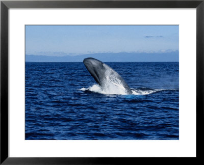 Blue Whale, Breaching, Azores, Portugal by Gerard Soury Pricing Limited Edition Print image