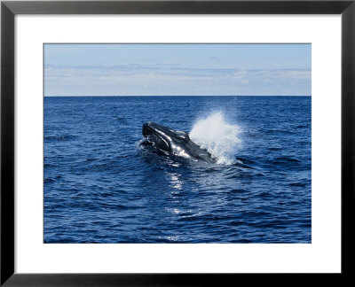 Blue Whale, Porpoising, Azores, Portugal by Gerard Soury Pricing Limited Edition Print image