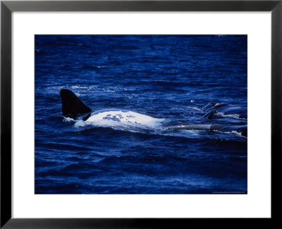 Southern Right Whale, Mating, Peninsula Valdes by Gerard Soury Pricing Limited Edition Print image