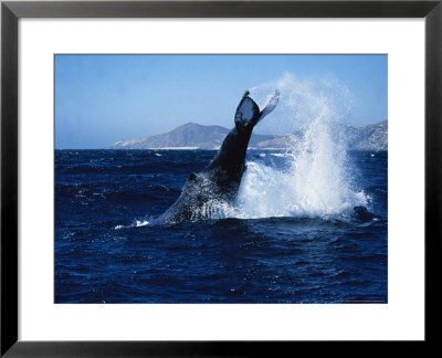Humpback Whale, Female Lobtailing, Sea Of Cortez by Gerard Soury Pricing Limited Edition Print image