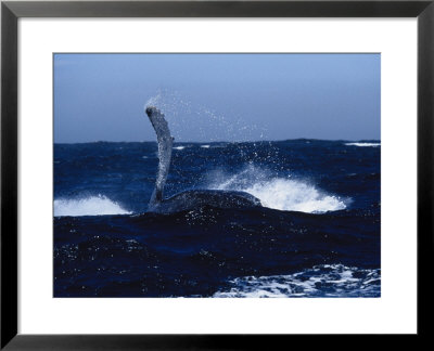 Humpback Whale, Hitting Water With Fin, Sea Of Cortez by Gerard Soury Pricing Limited Edition Print image