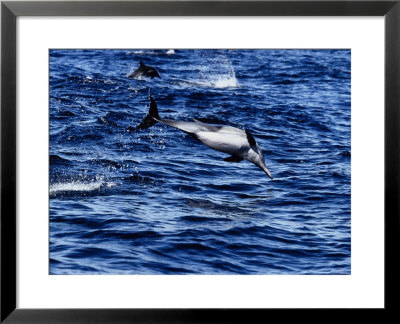 Long-Nosed Common Dolphin, Jumping, Sea Of Cortez by Gerard Soury Pricing Limited Edition Print image
