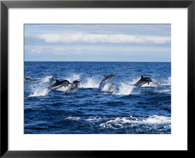 Striped Dolphin, Porpoising, Portugal by Gerard Soury Pricing Limited Edition Print image