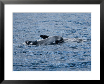 Rissos Dolphin, Mother And Calf, Portugal by Gerard Soury Pricing Limited Edition Print image