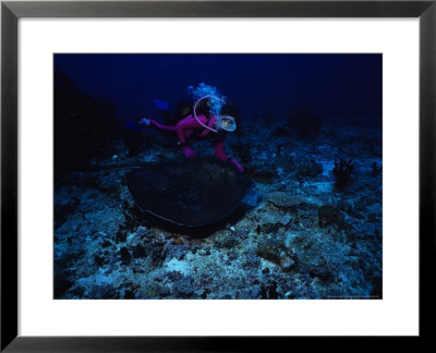 Feathertail Sting Ray, With Diver Felidu Atoll, Maldives by Gerard Soury Pricing Limited Edition Print image