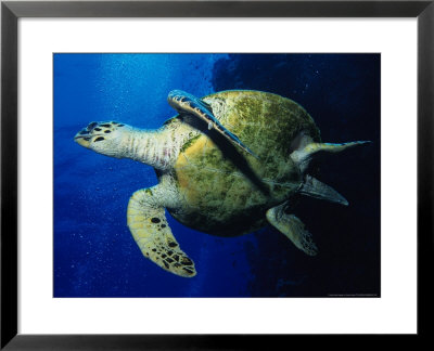 Hawksbill Turtle, Swimming, Red Sea by Gerard Soury Pricing Limited Edition Print image
