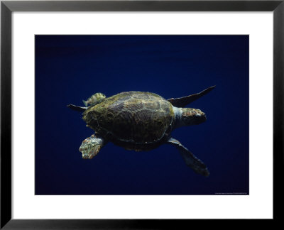Loggerhead Turtle, Swimming, Canary Isles by Gerard Soury Pricing Limited Edition Print image