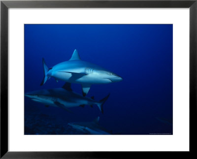 Dagsit Shark, Swimming, Indian Ocean by Gerard Soury Pricing Limited Edition Print image