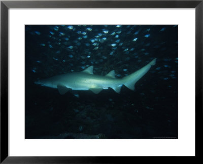 Sand Tiger Shark, Swimming, Australia by Gerard Soury Pricing Limited Edition Print image