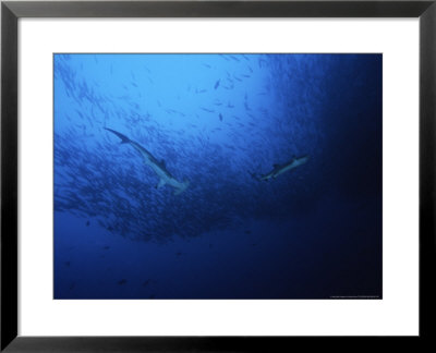 Scalloped Hammerhead Shark, Feeding, Costa Rica by Gerard Soury Pricing Limited Edition Print image