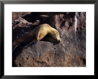 Californian Sea Lion, Resting, Baja California by Gerard Soury Pricing Limited Edition Print image