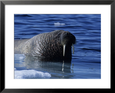 Walrus, Near Ice Floe, Canada by Gerard Soury Pricing Limited Edition Print image
