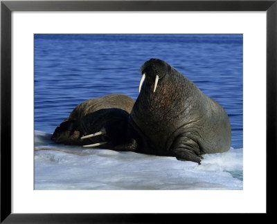 Walrus, Couple On Ice Floe, Canada by Gerard Soury Pricing Limited Edition Print image