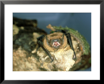 Noctule Bat, Uk by Les Stocker Pricing Limited Edition Print image
