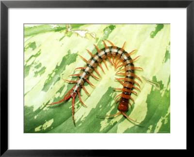 Tiger Centipede, Scolopendra Species, West Malaysia by Harold Taylor Pricing Limited Edition Print image