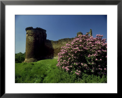 Pink Rhododendrons, Scotland by Harold Taylor Pricing Limited Edition Print image