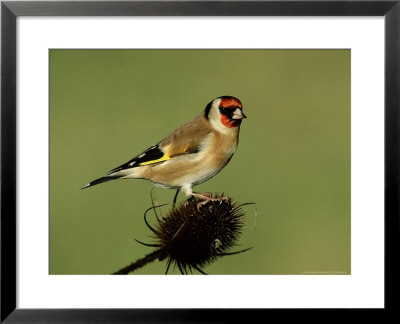 Goldfinch On Teasel, Uk by David Tipling Pricing Limited Edition Print image