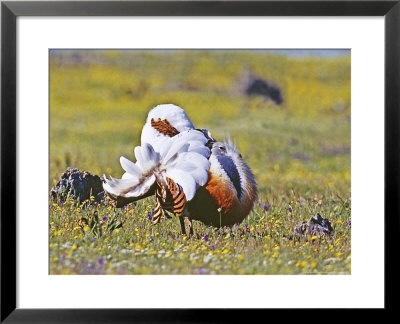 Great Bustard, Male, Extremadura, Spain by David Tipling Pricing Limited Edition Print image