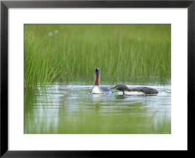 Red-Throated Diver, Adults, Finland by David Tipling Pricing Limited Edition Print image