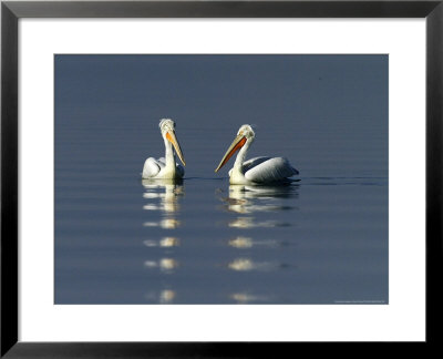Dalmatian Pelicans, Adults, Greece by David Tipling Pricing Limited Edition Print image