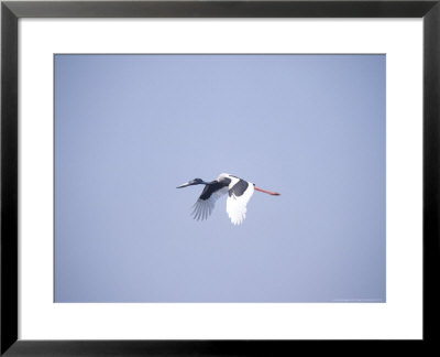 Black-Necked Stork, Bharatpur National Park, India by David Tipling Pricing Limited Edition Print image