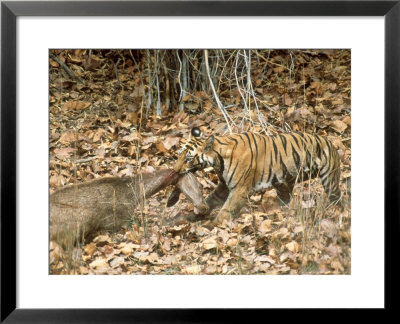 Tiger, With Prey Bandhavgarh National Park, India by Satyendra K. Tiwari Pricing Limited Edition Print image