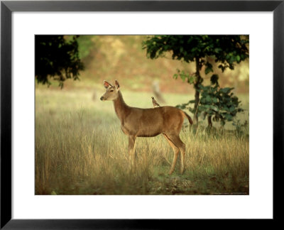 Sambar, India by Satyendra K. Tiwari Pricing Limited Edition Print image