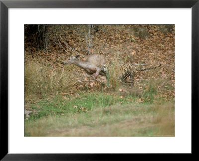 Tiger, With Prey, India by Satyendra K. Tiwari Pricing Limited Edition Print image