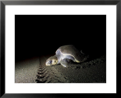 Olive Ridley Turtle On Beach, Costa Rica by Roy Toft Pricing Limited Edition Print image