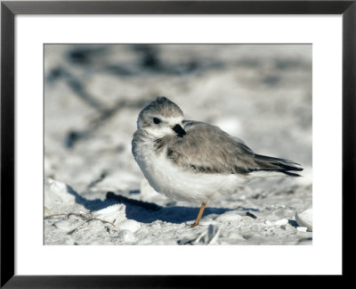 Piping Plover, Winter Plumage by Tom Ulrich Pricing Limited Edition Print image