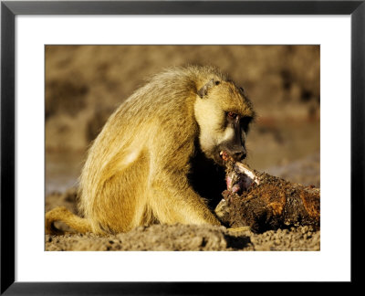 Yellow Baboon (Papio Cynocephalus) Eating A Baby Impala, Tanzania by Ariadne Van Zandbergen Pricing Limited Edition Print image
