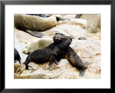 Cape Fur Seal, Pups Interacting, Skeleton Coast, Namibia by Ariadne Van Zandbergen Pricing Limited Edition Print image