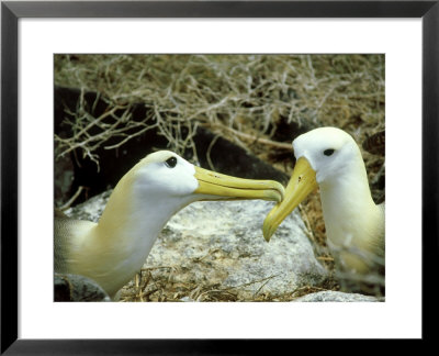 Waved Albatross, Pair, Galapagos Islands by Gustav Verderber Pricing Limited Edition Print image