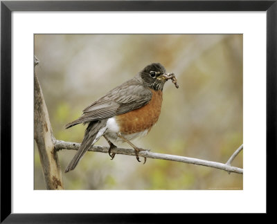 American Robin, With Worm, Canada by Robert Servranckx Pricing Limited Edition Print image