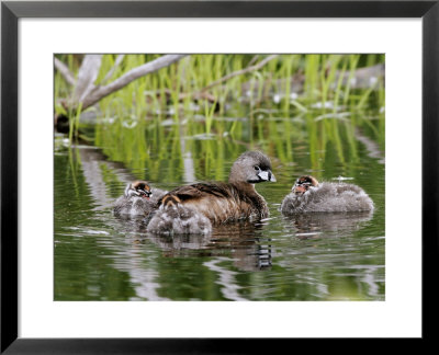 Pied-Billed Grebe, With Chicks, Quebec, Canada by Robert Servranckx Pricing Limited Edition Print image