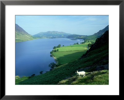 Swaledale Sheep On Rannerdale Knotts, Cumbria, Uk by Ian West Pricing Limited Edition Print image