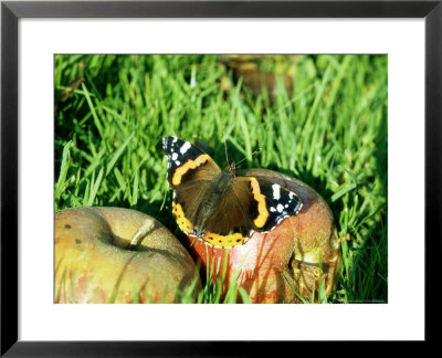 Red Admiral, Feeding On Fallen Apple, Uk by Ian West Pricing Limited Edition Print image