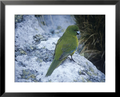 Antipodes Green Parrot, Antipodes Islands by Kim Westerskov Pricing Limited Edition Print image