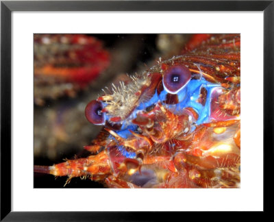 Squat Lobster, Portrait, Uk by Mark Webster Pricing Limited Edition Print image