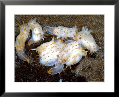 Nudibranch, Group, Uk by Mark Webster Pricing Limited Edition Print image